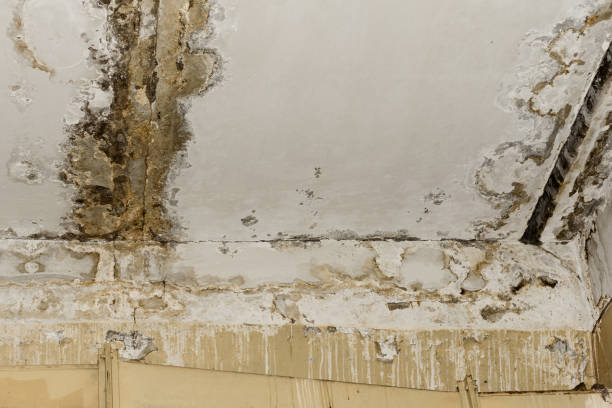 Best Industrial Mold Remediation  in Locust Grove, GA