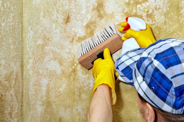 Best Mold-Related Health Consultation  in Locust Grove, GA
