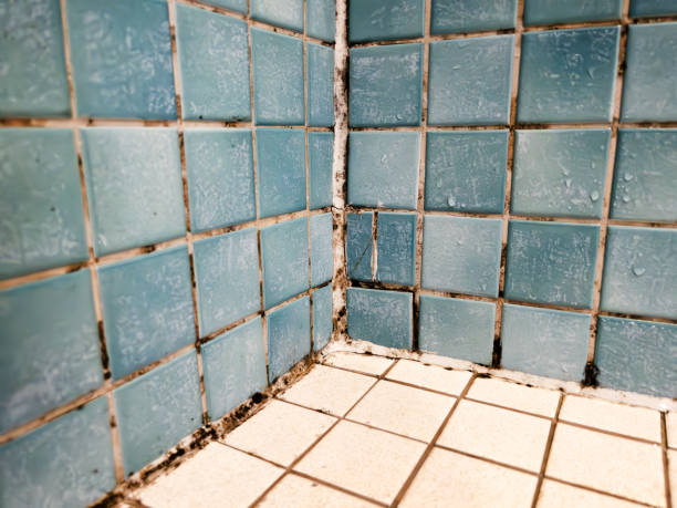 Best Basement Mold Removal  in Locust Grove, GA