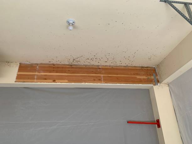 Best Airborne Mold Testing  in Locust Grove, GA