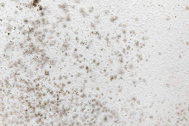 Best Indoor Air Quality Assessment  in Locust Grove, GA