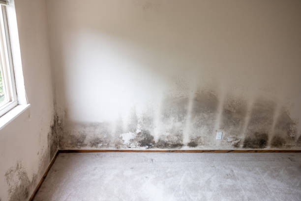 Best Post-Construction Mold Inspection  in Locust Grove, GA